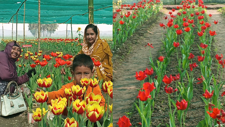 তেঁতুলিয়া সীমান্তের গ্রামে রাজকীয় টিউলিপ