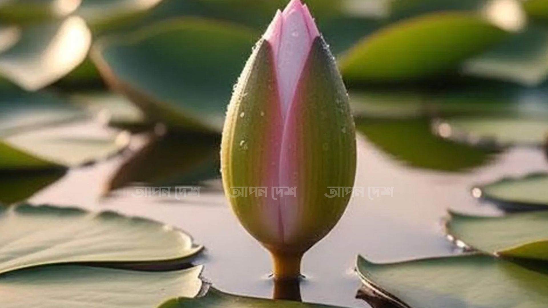 নির্বাচনি প্রতীকে যুক্ত হলো ‘শাপলা কলি’ নির্বাচনি প্রতীকে যুক্ত হলো ‘শাপলা কলি’