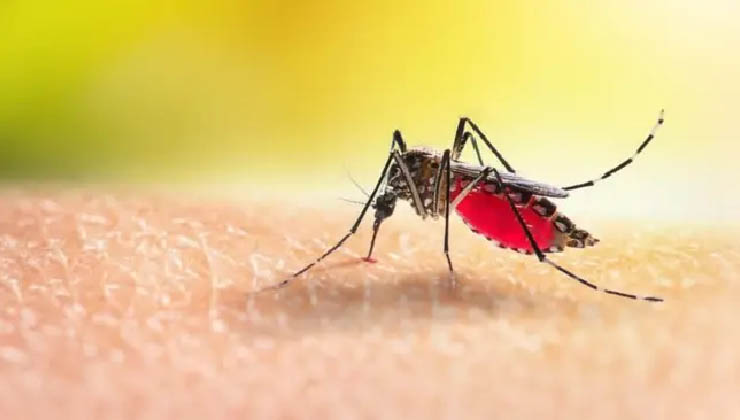 ডেঙ্গুতে ৫ জনের মৃত্যু, হাসপাতালে ভর্তি ৪৯০