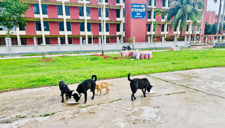 ঈদের ছুটিতে ফাঁকা ক্যাম্পাসে ক্ষুধার্ত প্রাণীদের পাশে বাকৃবি ছাত্রদল