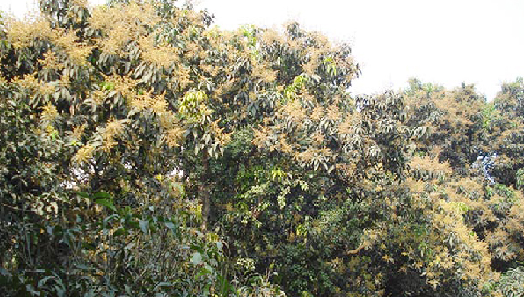 দিনাজপুরে ৮৪ হাজার মেট্রিক টন আম উৎপাদনের সম্ভাবনা