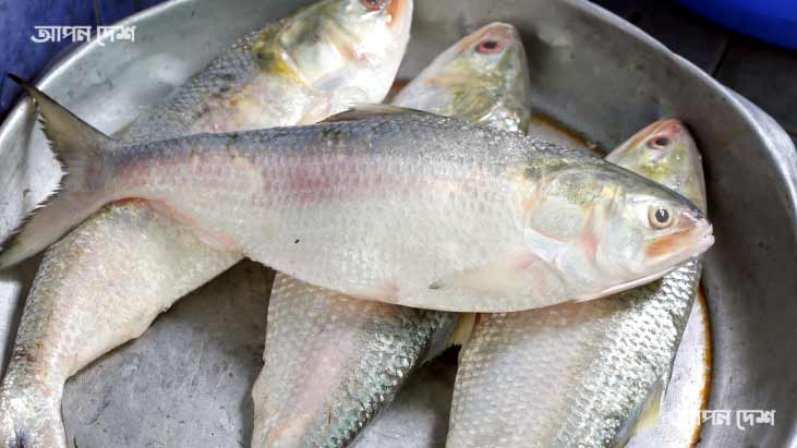 দুর্গা পূজায় ভারত যাচ্ছে ১২শ’ মেট্রিকটন ইলিশ