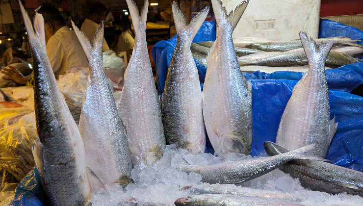 পহেলা বৈশাখ ঘিরে ইলিশের দাম আকাশ ছোঁয়া