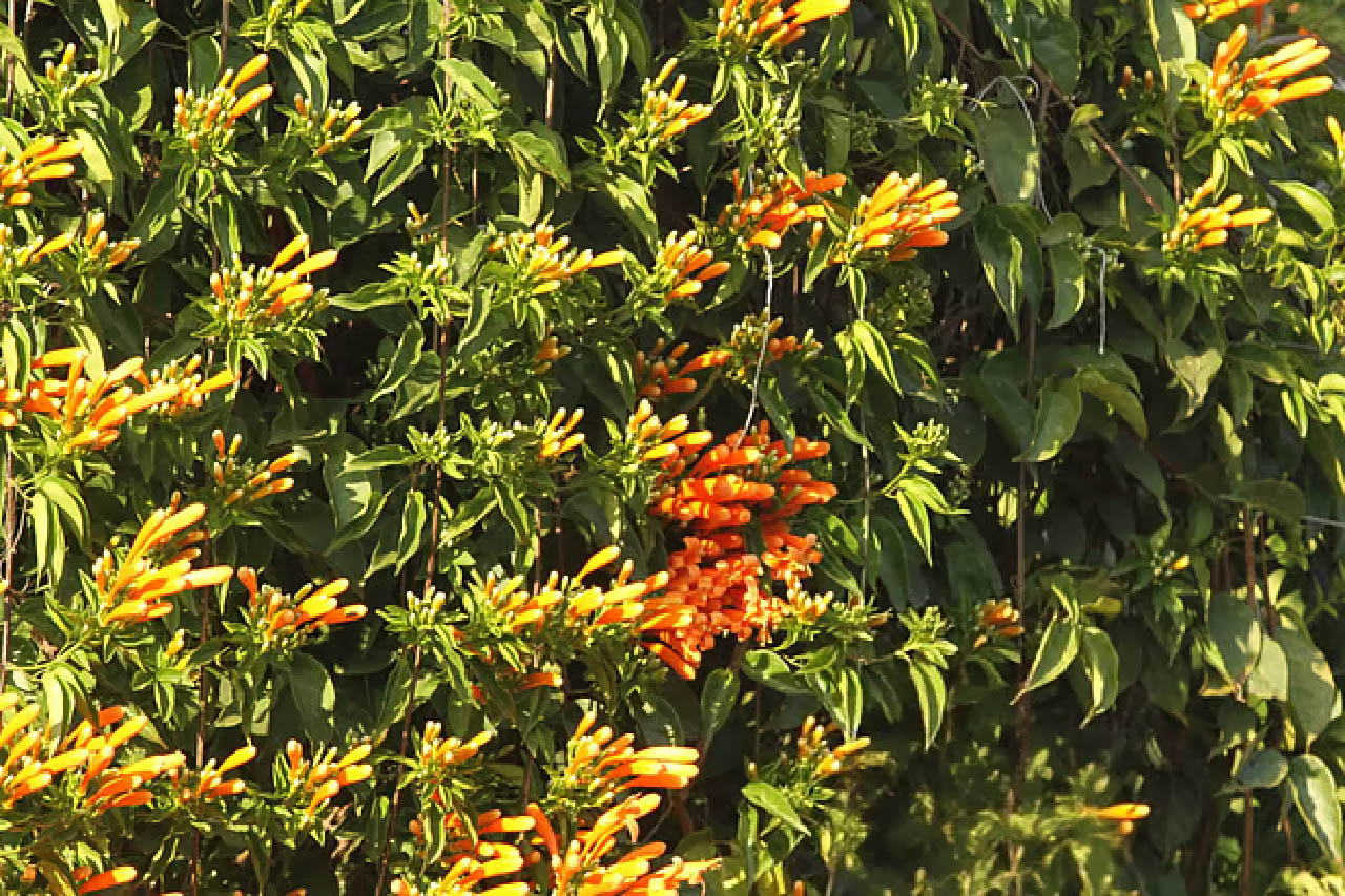 সবুজ পাতার ফাঁকে উঁকি দেয়া অজস্র সোনাঝরা ফুল দেখে মনে হয়, প্রকৃতি নিজেই পাহাড়ে রঙের পসরা সাজিয়েছে
