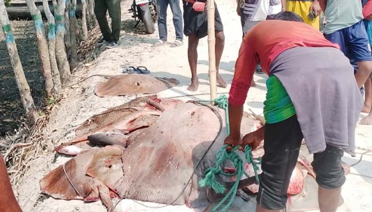 শাপলা পাতা মাছসহ ২২ জেলে আটক