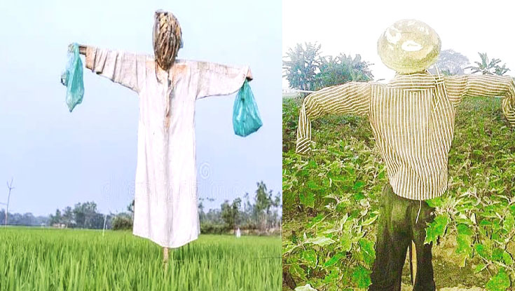 ফসলের মাঠে কমছে কাকতাড়ুয়া, বাড়ছে আধুনিক প্রযুক্তির ব্যবহার