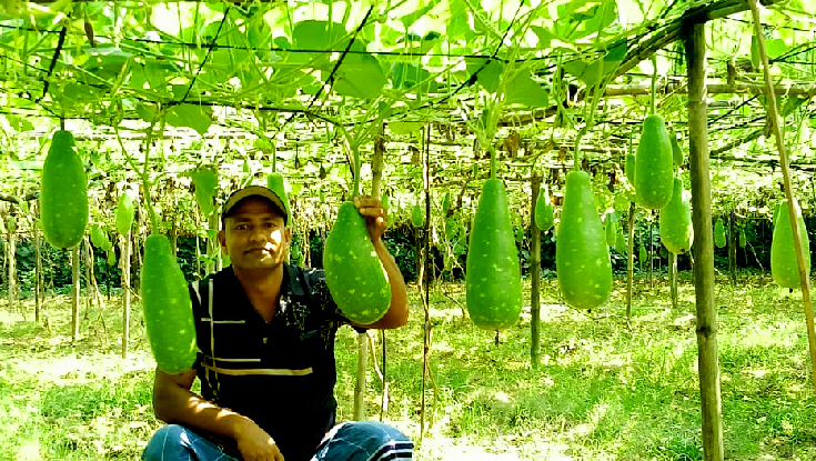 মাচায় লাউ চাষে কালীগঞ্জের গ্রামীণ অর্থনীতিতে নতুন সম্ভাবনা