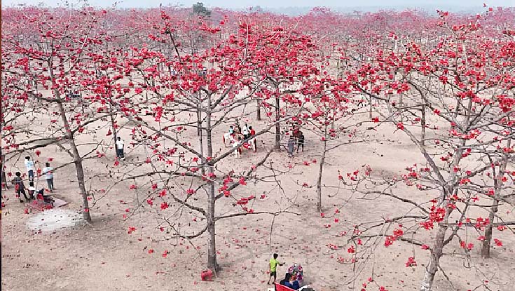 শিমূল বাগান