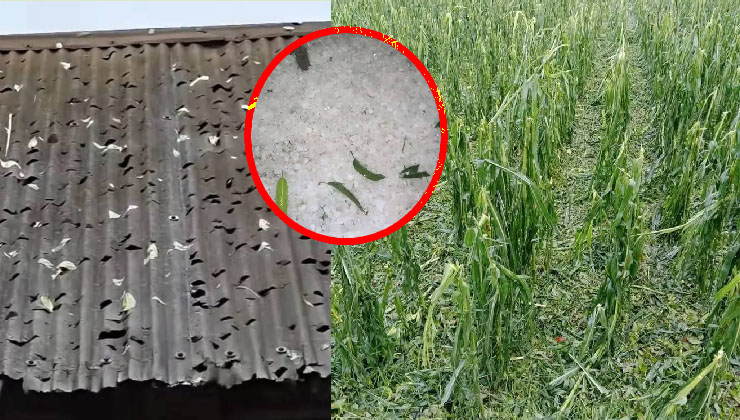 পঞ্চগড়ে কালবৈশাখী ঝড়ের তাণ্ডবে ব্যাপক ক্ষতি