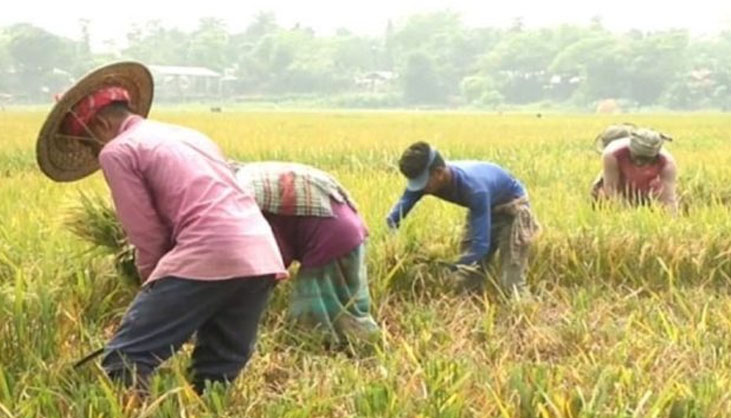 বন্যার শঙ্কায় দ্রুত ধান কাটার নির্দেশ