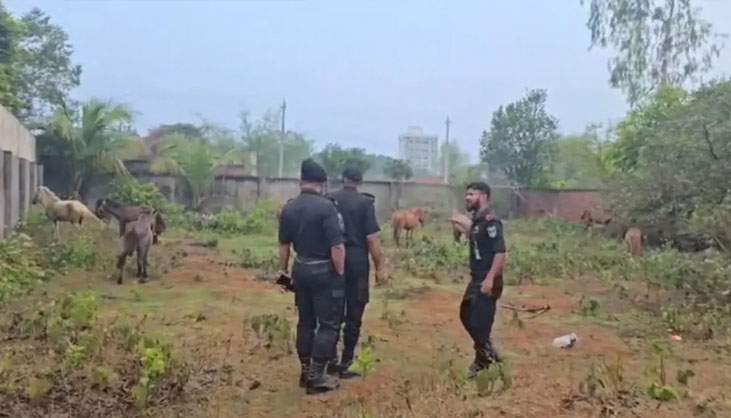 গরুর নামে ঘোড়ার মাংস বিক্রি, উদ্ধার ২০ ঘোড়া