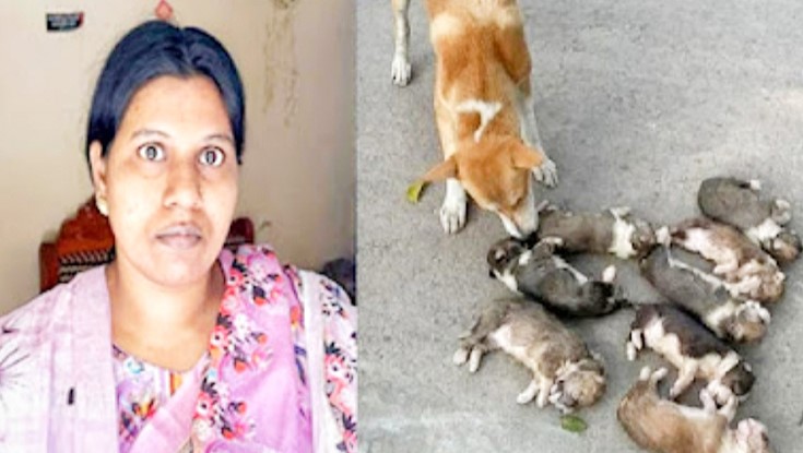 পানিতে চুবিয়ে কুকুরছানা হত্যা, অভিযুক্ত নারী গ্রেফতার