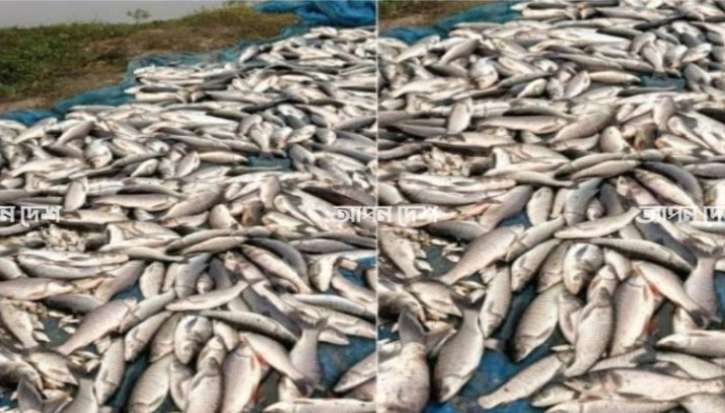 গ্যাস ট্যাবলেট দিয়ে ৮ লাখ টাকার মাছ নিধন গ্যাস ট্যাবলেট দিয়ে ৮ লাখ টাকার মাছ নিধন
