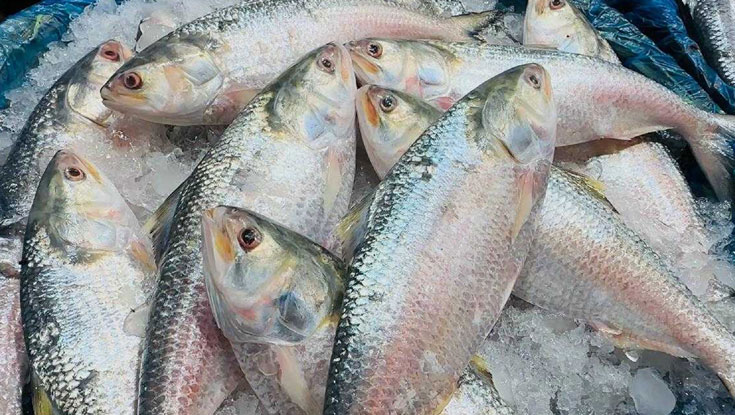 ভারতে ইলিশ পাঠানোর বিষয়ে যা বললেন মৎস্যমন্ত্রী