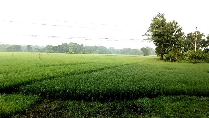 হেমন্তে কালীগঞ্জের প্রাণ প্রকৃতিতে নান্দনিক সাড়া হেমন্তে কালীগঞ্জের প্রাণ প্রকৃতিতে নান্দনিক সাড়া