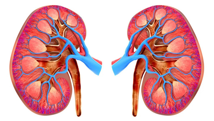 কিডনি রোগ প্রতিরোধের ৭ উপায়