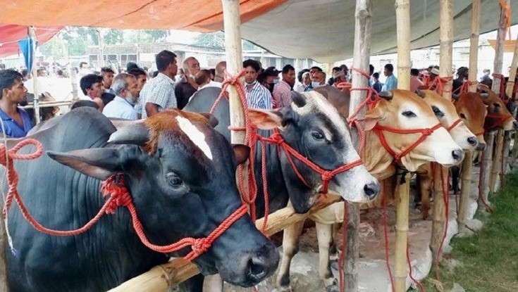 রাজধানীর যেসব স্থানে বসবে কুরবানির পশুর হাট