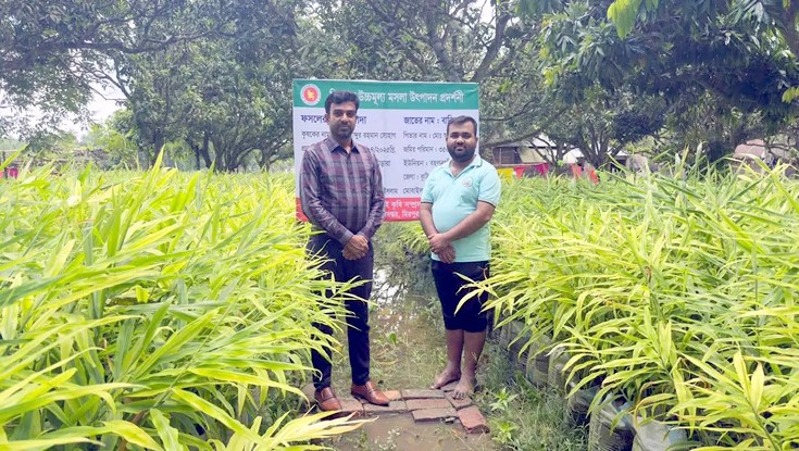 আদা চাষে সফলতার দ্বারপ্রান্তে সোহাগ আদা চাষে সফলতার দ্বারপ্রান্তে সোহাগ