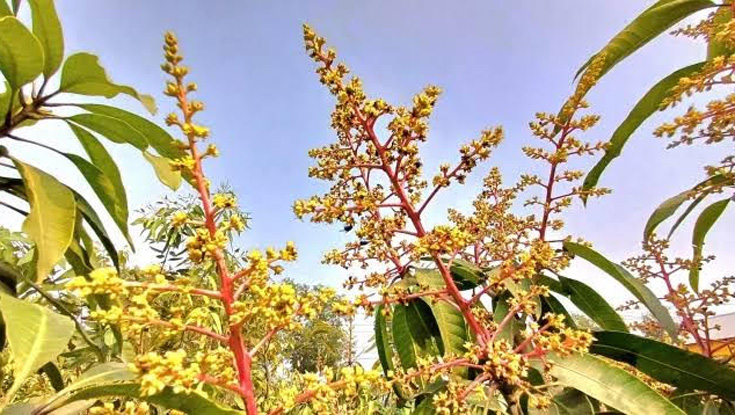 আমবাগানে হলুদাভ মুকুলের সমারোহ