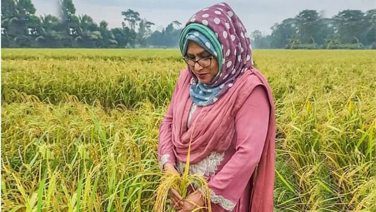 সুগন্ধিযুক্ত-জিংকসমৃদ্ধ নতুন ধানের জাত উদ্ভাবন