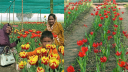 তেঁতুলিয়া সীমান্তের গ্রামে রাজকীয় টিউলিপ