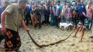 ভূরুঙ্গামারীতে ৯ ফুট অজগর উদ্ধার ভূরুঙ্গামারীতে ৯ ফুট অজগর উদ্ধার