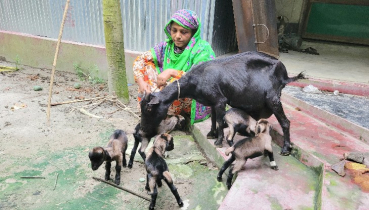 এক ছাগলের ৫ বাচ্চা!
