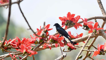 শিমুলের ডালে বসে আছে ফিঙে। শিমুলের ডালে বসে আছে ফিঙে।