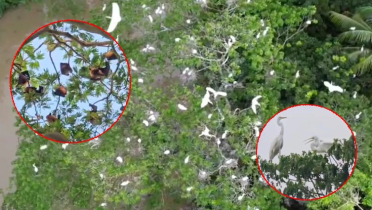 পাখি প্রেমী শিক্ষক আখতারের ‘পাখিবাড়ি’