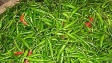 স্বাভাবিক হচ্ছে কাঁচা মরিচের বাজার