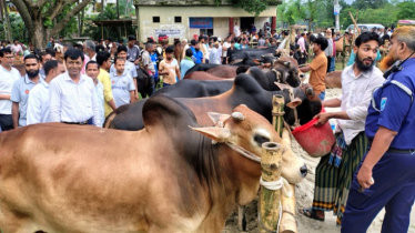 পশুর যেসব ত্রুটি থাকলে কোরবানি আদায় হবে না