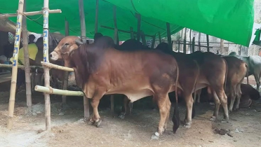 কৃত্রিম উপায়ে মোটাতাজাকৃত পশু চেনার উপায়