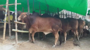 কৃত্রিম উপায়ে মোটাতাজাকৃত পশু চেনার উপায়