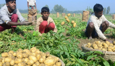 আলু চাষে রেকর্ড গড়ার পথে খুলনার কৃষকরা