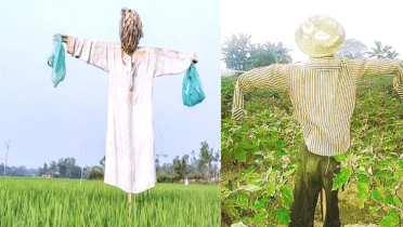 ফসলের মাঠে কমছে কাকতাড়ুয়া, বাড়ছে আধুনিক প্রযুক্তির ব্যবহার ফসলের মাঠে কমছে কাকতাড়ুয়া, বাড়ছে আধুনিক প্রযুক্তির ব্যবহার