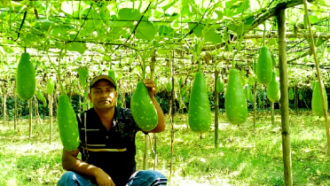 মাচায় লাউ চাষে কালীগঞ্জের গ্রামীণ অর্থনীতিতে নতুন সম্ভাবনা উম্মুচিত 