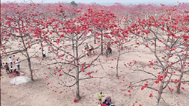 শিমূল বাগান