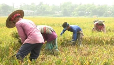 বন্যার শঙ্কায় দ্রুত ধান কাটার নির্দেশ