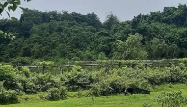 সীমান্তে মাইন বিস্ফোরণে উড়ে গেল যুবকের পা