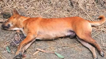 অর্ধশত মানুষকে কামড়ানো কুকুরকে পিটিয়ে হত্যা 