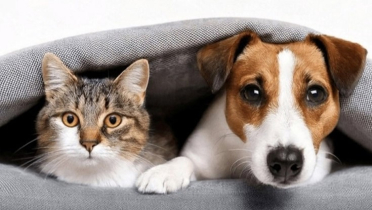 বিনা কারণে কুকুর-বিড়াল হত্যায় ইসলাম কী বলে? বিনা কারণে কুকুর-বিড়াল হত্যায় ইসলাম কী বলে?