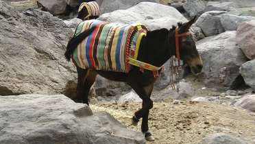 বিশ্ব গাধা দিবস আজ