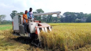 হারভেস্টারে ধান কেটে লাভবান কৃষকরা