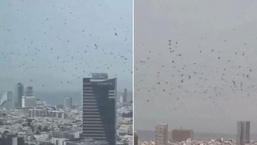 আকাশে কাকের ঝাঁক, আতংকে ইসরায়েলিরা