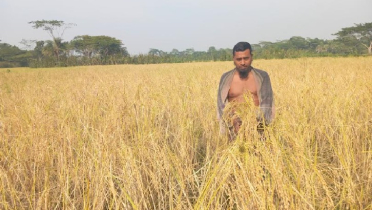 বাতাসে দোল খাচ্ছে কৃষকের রঙিন স্বপ্ন