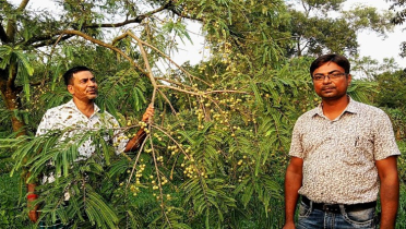 অল্প খরচে বেশী লাভ, জনপ্রিয় হচ্ছে আমলকী চাষ