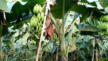 কালীগঞ্জে কলা চাষে কৃষকদের আগ্রহ বৃদ্ধি