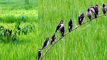 কৃষিতে ’পার্চিং’ পদ্ধতি পোকা দমনে নতুন সম্ভাবনা