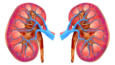 কিডনি রোগ প্রতিরোধের ৭ উপায়