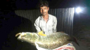 এক কোরালের দাম ২৬ হাজার টাকা